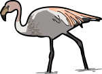 Jamess Flamingo